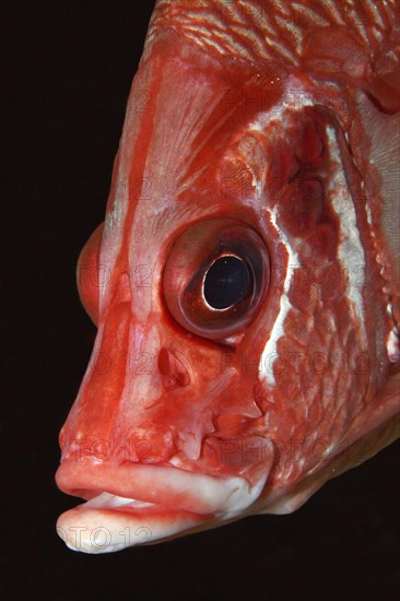 Sabre-Squirrelfish