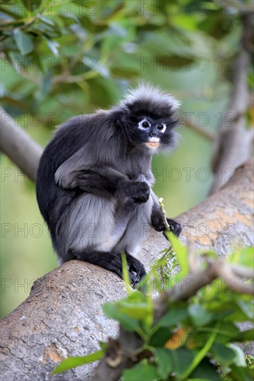 Dusky Leaf Monkey or Spectacled Langur (Trachypithecus obscurus)