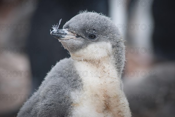 Chinstrap Penguin (Pygoscelis antarcticus)