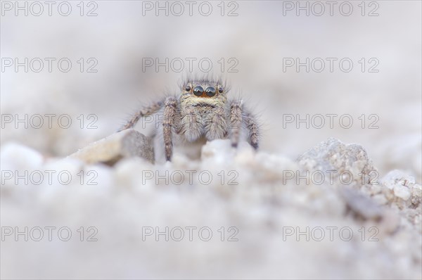 Gold eyes jumping spider (Philaeus chrysops)