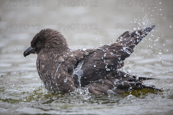 South Polar Skua (Stercorarius maccormicki) bathing in a freshwater pond