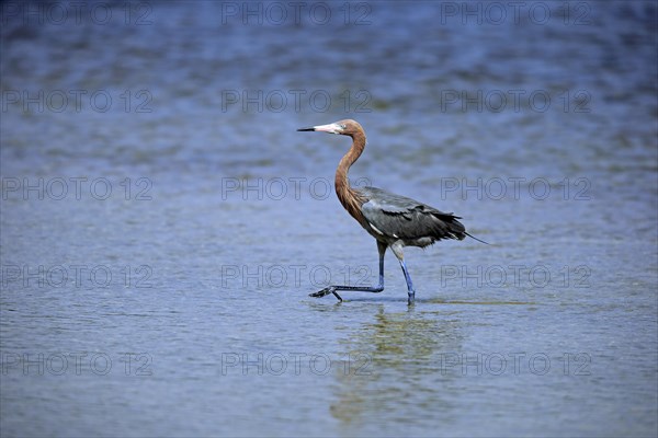 Reddish Egret (Egretta rufescens)