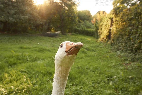 Domestic goose on a meadow