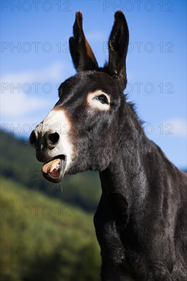 Donkey