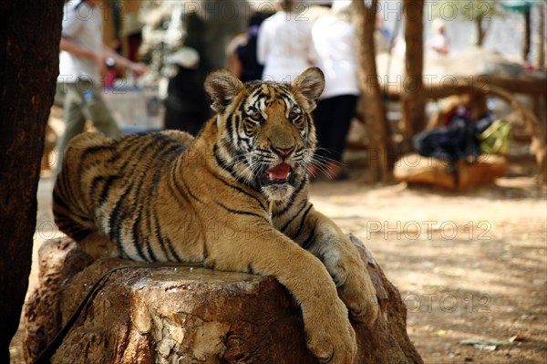 Tiger Temple or Wat Pa Luangta Bua