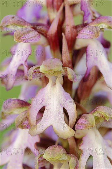 Roberts Mastorchis (Barlia robertiana