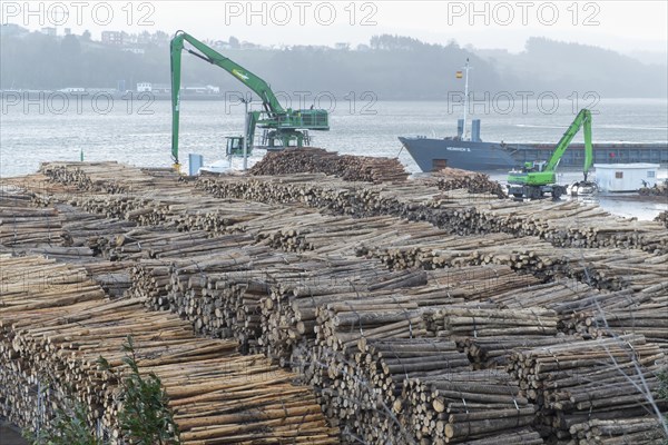 Logs of Tasmanian Blue Gum