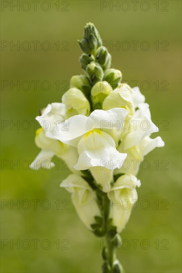 Garden Snapdragon or Common Snapdragon (Antirrhinum majus)