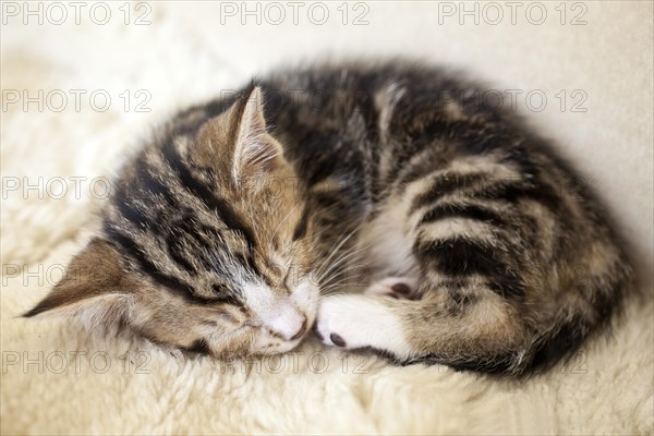 Sleeping kitten