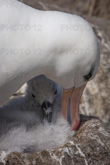 Black-browed Albatross or Black-browed Mollymawk (Thalassarche melanophris)