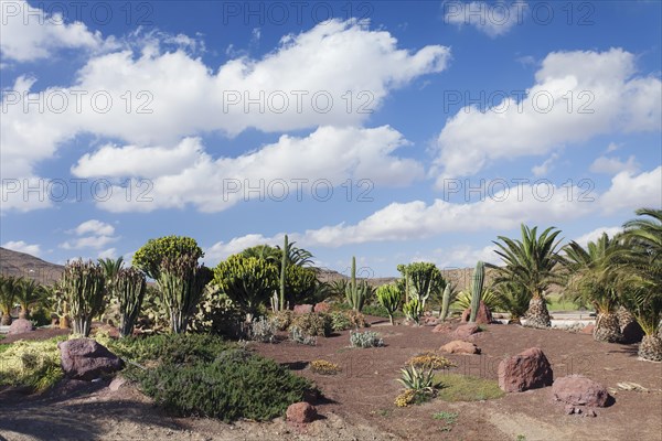 Palm trees