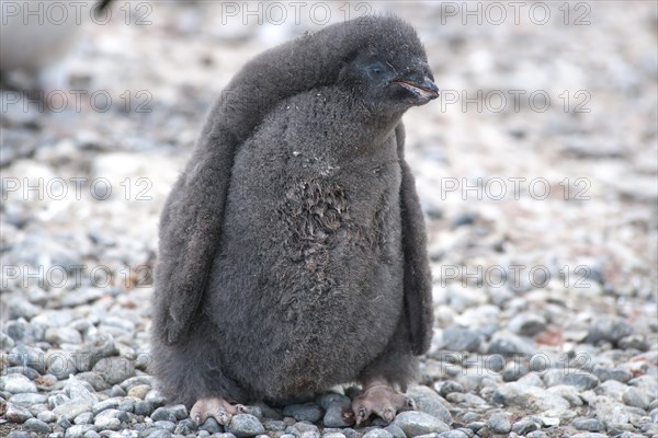 Adelie Penguin (Pygoscelis adeliae)