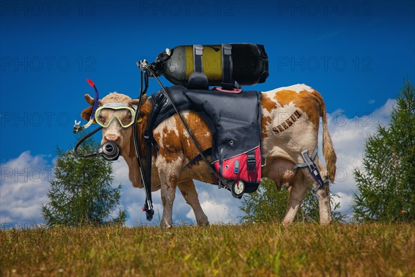 Cow figure