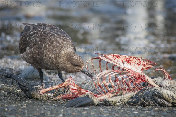 South Polar Skua (Stercorarius maccormicki) feeding on the carcass of a King Penguin (Aptenodytes patagonicus)