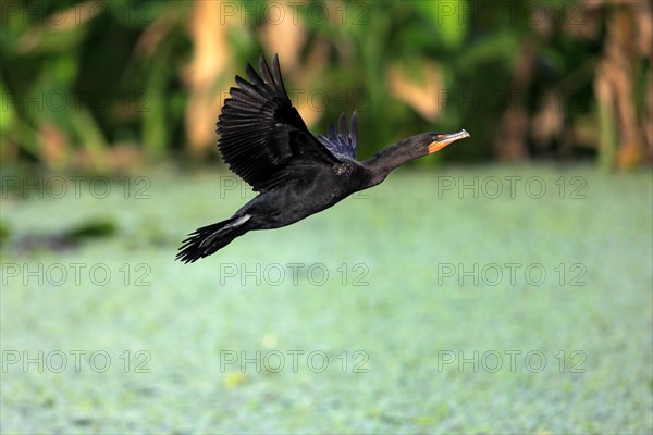 Double-crested Cormorant (Phalacrocorax auritus)