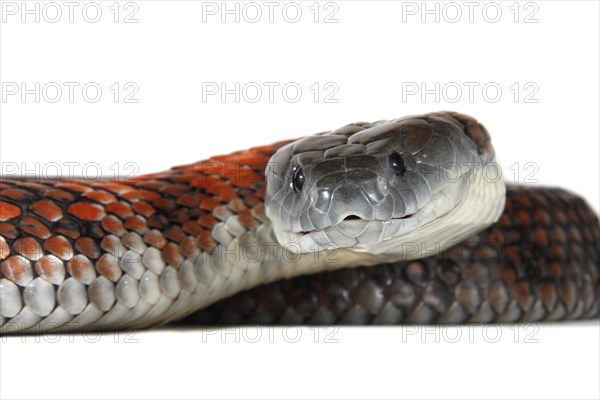 Tiger Snake (Notechis scutatus)