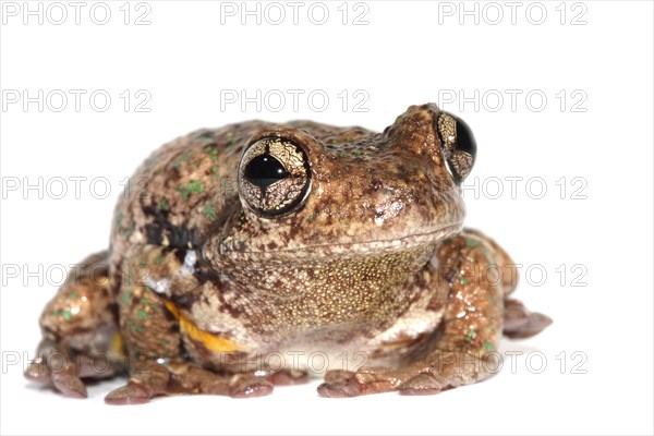 Peron's Tree Frog (Litoria peronii)