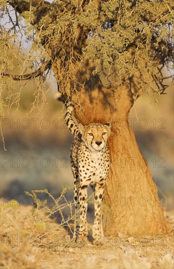 Cheetah (Acinonyx jubatus)