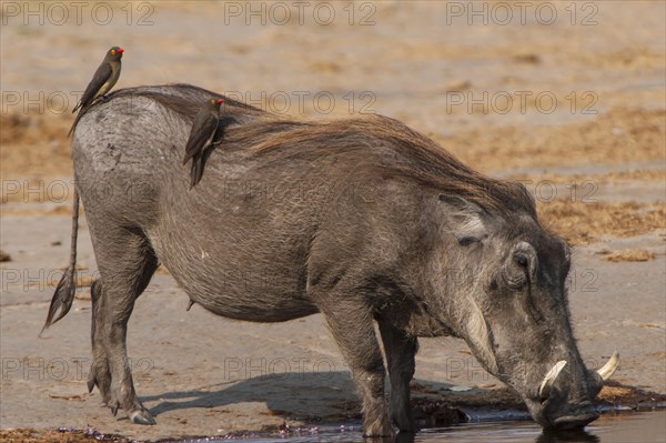 Warthog (Phacochoerus arthiopicus) with a Red-billed Oxpecker (Buphagus erythrorhynchus)