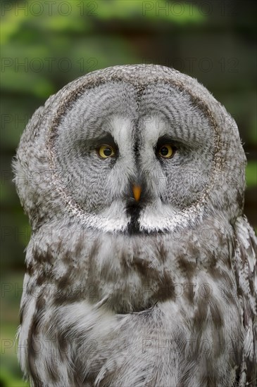 Eurasian Great Gray Owl (Strix nebulosa lapponica)
