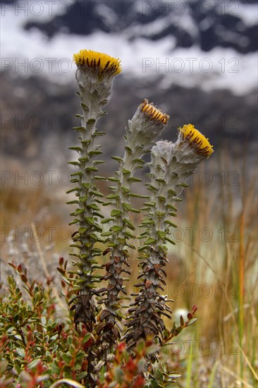 Lasiocephalus ovatus