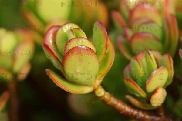 Silver Dollar Plant (Crassula arborescens)