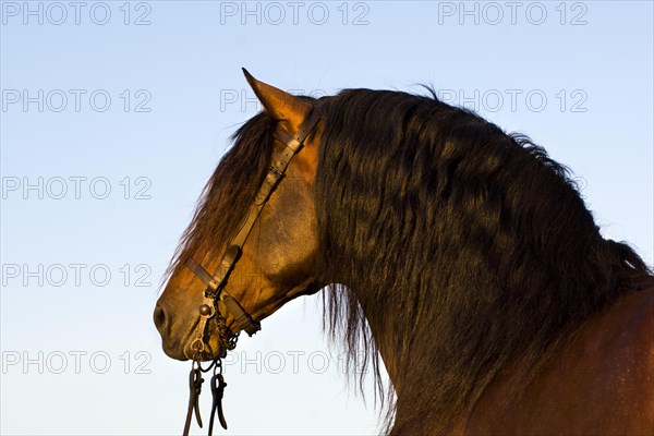 Andalusian Horse