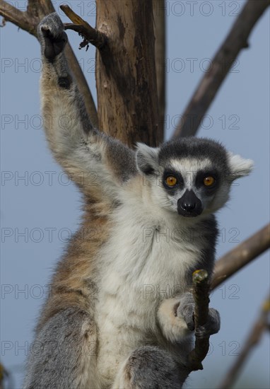 Ring-tailed Lemur (Lemur catta)