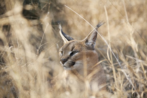 Caracal (Caracal caracal)