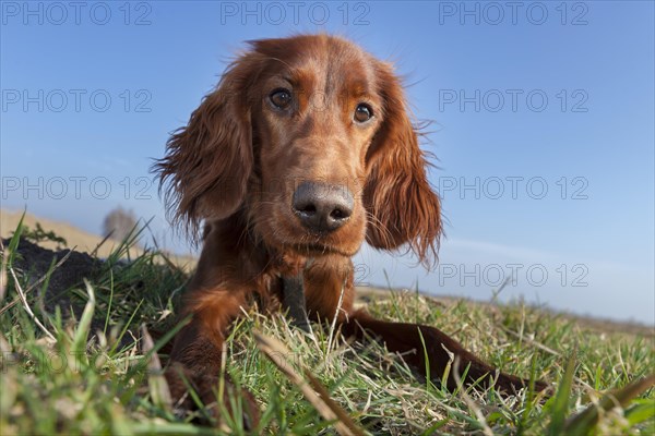 Irish Setter dog lying in a field