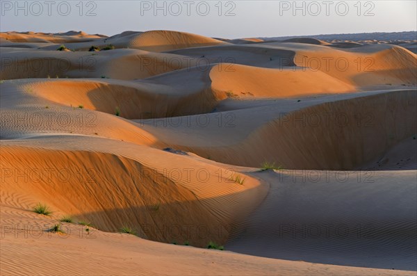 The sand dunes of the Wahiba Sands desert