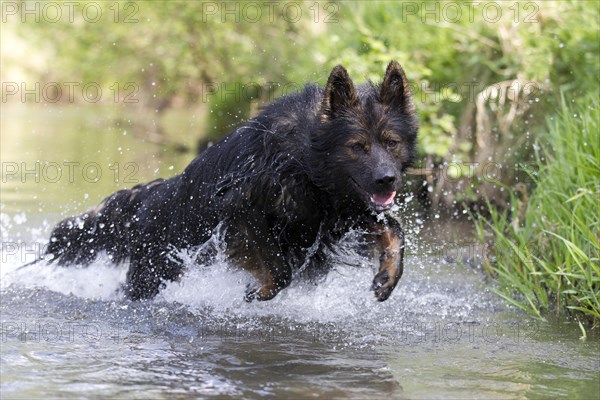 Longhaired Old German Shepherd Dog playing in a river
