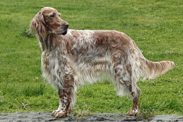 English Setter in orange belton