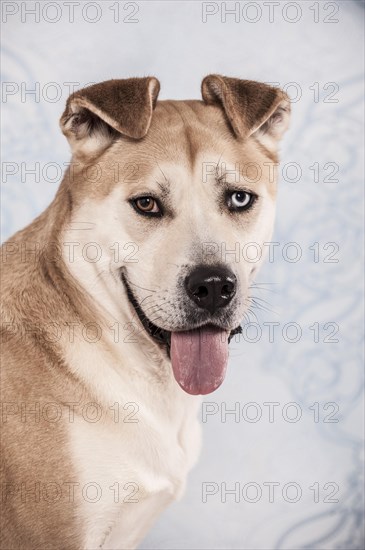 Akita Inu mixed-breed dog