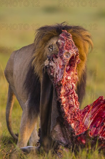 African lion (Panthera leo)