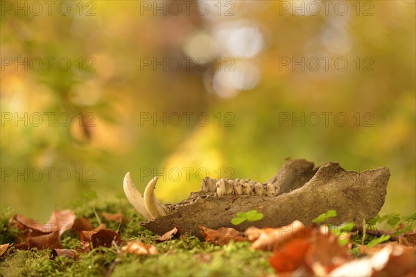 Mandible of a wild boar lying on the forest floor