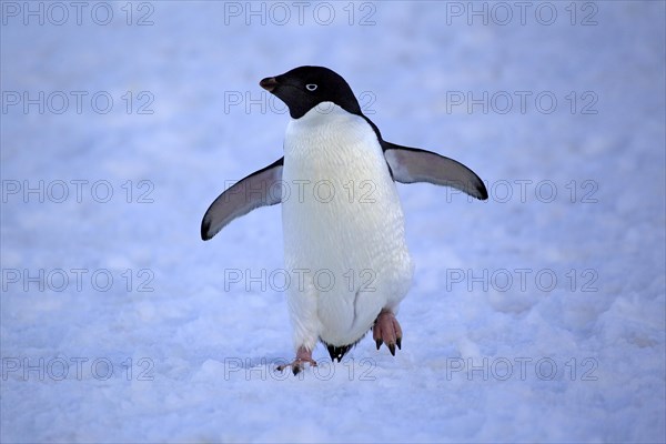 Adelie Penguin (Pygoscelis adeliae)