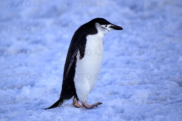 Chinstrap Penguin (Pygoscelis antarctica)