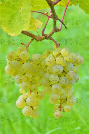 Ripe grapes