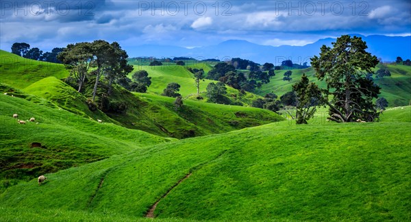 Green rolling hills