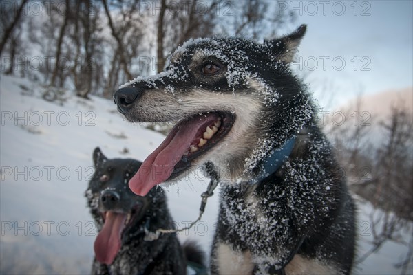 Dog of a dog sled team in the snow