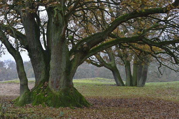 Ancient Oak (Quercus robur)