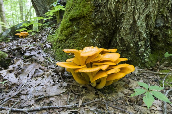 Jack-o'-Lantern Mushroom (Omphalotus olearius)