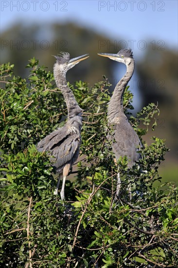 Great Blue Heron (Ardea herodias)