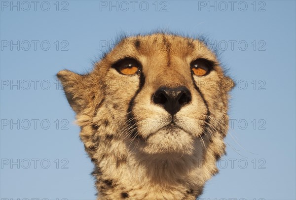 Cheetah (Acinonyx jubatus)