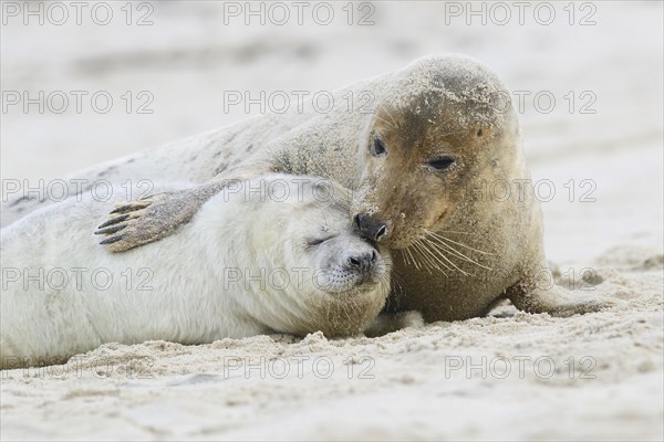 Grey Seals (Halichoerus grypus)