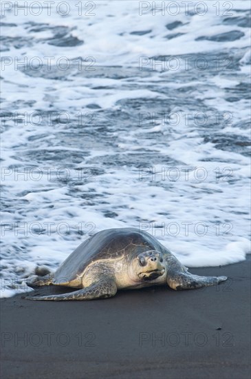 Olive Ridley Sea Turtle (Lepidochelys olivacea)