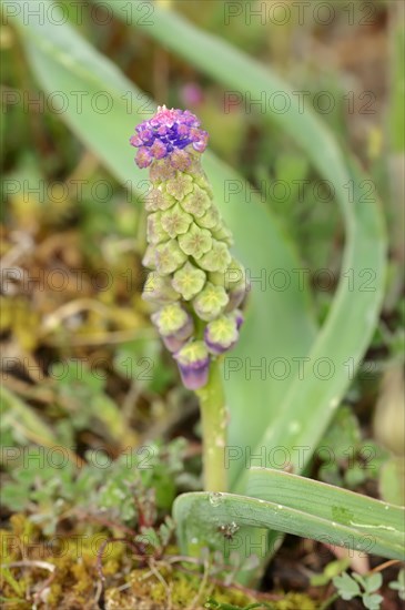 Tassel Hyacinth (Muscari comosum)