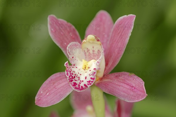Boat orchid (Cymbidium sp.)