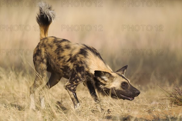 African Wild Dog (Lycaon pictus)